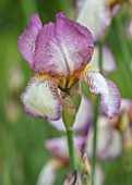 CEDRIC MORRIS IRISES: PLANT PORTRAIT OF IRIS BENTON LORNA. PINK, WHITE, FLOWERS, FLOWERING, BULBS, CORMS