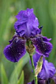 CEDRIC MORRIS IRISES: PLANT PORTRAIT OF IRIS BENTON NIGEL. BLUE, PURPLE, FLOWERS, FLOWERING, BULBS, CORMS