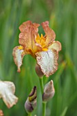 CEDRIC MORRIS IRISES: PLANT PORTRAIT OF IRIS BENTON NUTKIN. BROWN, WHITE, ORANGE, FLOWERS, FLOWERING, BULBS, CORMS