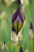 CEDRIC MORRIS IRISES: PLANT PORTRAIT OF EMERGING BUD OF IRIS BENTON CARAMEL , PURPLE, FLOWERS, FLOWERING, BULBS, CORMS