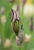 CEDRIC MORRIS IRISES: PLANT PORTRAIT OF EMERGING BUD OF IRIS BENTON DEIDRE , PINK, WHITE, FLOWERS, FLOWERING, BULBS, CORMS