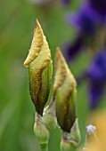 CEDRIC MORRIS IRISES: PLANT PORTRAIT OF EMERGING BUD OF IRIS BENTON NUTKIN , BROWN, ORANGE, WHITE, FLOWERS, FLOWERING, BULBS, CORMS