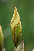 CEDRIC MORRIS IRISES: PLANT PORTRAIT OF EMERGING BUD OF IRIS BENTON NUTKIN , BROWN, ORANGE, WHITE, FLOWERS, FLOWERING, BULBS, CORMS