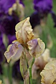 CEDRIC MORRIS IRISES: PLANT PORTRAIT OF IRIS BENTON OLIVE, BROWN, PURPLE, FLOWERS, FLOWERING, BULBS, CORMS