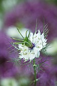 ROSEBIE MORTON GARDEN, HAMPSHIRE: PLANT PORTRAIT OF NIGELLA DAMASCENA ALBA, LOVE IN MISTS, LOVE-IN-A-MISTS, FLOWERS, FLOWERING, BLOOMS, BLOOMING, PURPLE, FEATHERY, ANNUALS