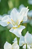 ABLINGTON MANOR GLOUCESTERSHIRE: CLOSE UP OF WHITE FLOWERS OF IRIS SIBIRICA WHITE SWIRL. FLOWERING, SUMMER, IRISES, BLOOMS, BLOOMING