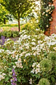 MORTON HALL, WORCESTERSHIRE: THE WEST GARDEN - HOUSE WALL, ROSA KEW GARDENS. WHITE, FLOWERS, ROSES, WINDOW, LAWN, EVENING LIGHT