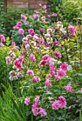 MORTON HALL, WORCESTERSHIRE: SOUTH GARDEN, SUMMER, BORDER WITH ROSES. ROSA CORNELIA, OLD BLUSH CHINA. PINK, FLOWERS, FLOWERING, SHRUBS