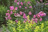 MORTON HALL, WORCESTERSHIRE: SOUTH GARDEN, SUMMER, BORDER WITH ROSES. ROSA OLD BLUSH CHINA