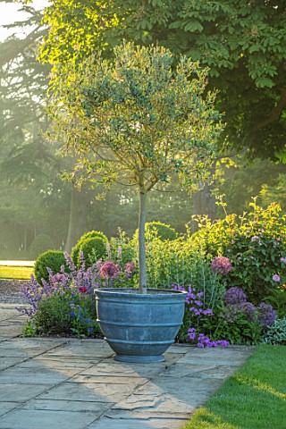 MORTON_HALL_WORCESTERSHIRE_SOUTH_GARDEN_PATIO_TERRACE_CONTAINER_PLANTED_WITH_OLIVE_TREE_BORDER_EARLY