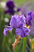 MORTON HALL, WORCESTERSHIRE: PLANT PORTRAIT OF BLUE, PURPLE FLOWERS, OF BEARDED IRIS ABOVE THE CLOUDS,  FLOWERING, IRISES