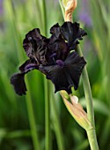 MORTON HALL, WORCESTERSHIRE: PLANT PORTRAIT OF PURPLE, BLACK  FLOWERS, OF IRIS MIDNIGHT OIL,  FLOWERING, IRISES