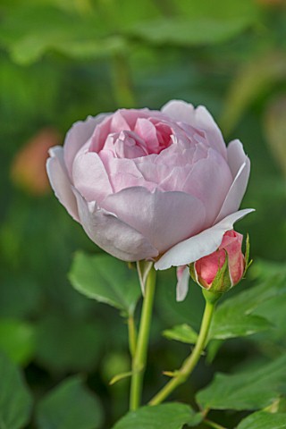 MORTON_HALL_WORCESTERSHIRE_PLANT_PORTRAIT_OF_PINK_FLOWERS_OF_ROSE__ROSA_HERITAGE_FLOWERING_ROSES_SHR