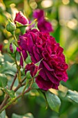 MORTON HALL, WORCESTERSHIRE: CLOSE UP PLANT PORTRAIT OF DARK PINK, RED  FLOWER OF ROSE - ROSA FALSTAFF - FLOWERS, AUSVERSE, SUMMER, JUNE, SHRUBS