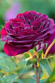 MORTON HALL, WORCESTERSHIRE: CLOSE UP PLANT PORTRAIT OF DARK PINK, RED  FLOWER OF ROSE - ROSA MUNSTEAD WOOD - FLOWERS, AUSVERSE, SUMMER, JUNE, SHRUBS
