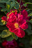 MORTON HALL, WORCESTERSHIRE: CLOSE UP PLANT PORTRAIT OF RED FLOWER OF ROSE - ROSA JAMES MASON. SHRUB, GALLICA, SCENTED, FRAGRANT