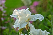 MORTON HALL, WORCESTERSHIRE: PLANT PORTRAIT OF WHITE FLOWERS, OF IRIS GERMANICA IMMORTALITY,  FLOWERING, IRISES