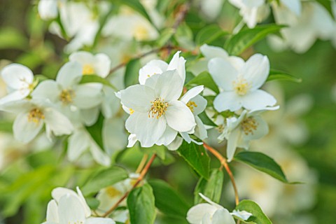 MORTON_HALL_WORCESTERSHIRE_WHITE_FLOWERS_OF_PHILADELPHUS__FRAGRANT_FRAGRANCE_SCENT_SCENTED_SCENTS_MO