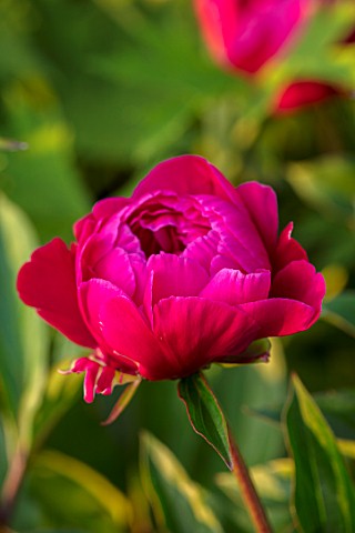 MORTON_HALL_WORCESTERSHIRE_CLOSE_UP_PLANT_PORTRAIT_OF_RED_FLOWER_OF_PEONY__PAEONIA_MONSIEUR_MARTIN_C