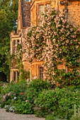 ASTHALL MANOR, OXFORDSHIRE: ROSES CLIMBING UP MANOR HOUSE IN EARLY MORNING LIGHT, SUMMER, ENGLISH, COUNTRY, GARDENS