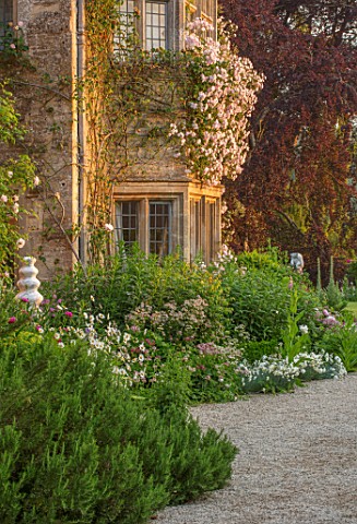 ASTHALL_MANOR_OXFORDSHIRE_ROSES_CLIMBING_UP_MANOR_HOUSE_IN_EARLY_MORNING_LIGHT_SUMMER_ENGLISH_COUNTR