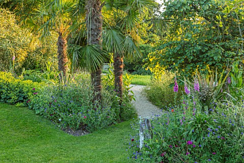 ASTHALL_MANOR_OXFORDSHIRE_PATH_AND_BORDER_WITH_FOXGLOVES_TRACHYCARPUS_FORTUNEI