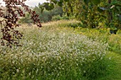ASTHALL MANOR, OXFORDSHIRE: PATH, SUNRISE, OX EYE DAISIES, ENGLISH, SUMMER, COUNTRY, GARDENS