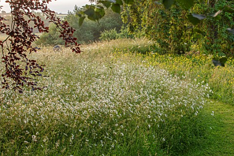 ASTHALL_MANOR_OXFORDSHIRE_PATH_SUNRISE_OX_EYE_DAISIES_ENGLISH_SUMMER_COUNTRY_GARDENS