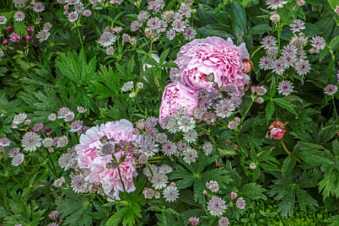 ASTHALL_MANOR_OXFORDSHIRE_PLANT_COMBINATION_ASSOCIATION_OF_PEONIES_AND_ASTRANTIA_PERENNIALS_PINK_FLO