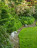 HARVARD FARM, DORSET: DARCEY THE DOG STANDING ON STONE PATH BESIDE GREEN BORDER. SUMMER, ENGLISH, GARDEN