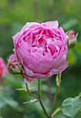 CLOSE UP OF SALMON / PINK FLOWER OF DAVID AUSTIN ROSE - ROSA BOSCOBEL - AUSCOUSIN. ENGLISH LEANDER HYBRID. SCENT, SCENTED, FRAGRANT