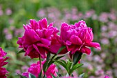 WORMSLEY, BUCKINGHAMSHIRE: THE OPERA GARDEN, DESIGNER HANNAH GARDNER: PLANT PORTRAIT OF RED FLOWERS OF PEONY - PAEONIA VICTOIRE DE L;A MARNE. PERENNIALS, FLOWERING
