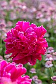 WORMSLEY, BUCKINGHAMSHIRE: THE OPERA GARDEN, DESIGNER HANNAH GARDNER: PLANT PORTRAIT OF RED FLOWERS OF PEONY - PAEONIA VICTOIRE DE L;A MARNE. PERENNIALS, FLOWERING