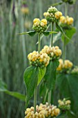 WORMSLEY, BUCKINGHAMSHIRE: THE OPERA GARDEN, DESIGNER HANNAH GARDNER: PLANT PORTRAIT OF YELLOW FLOWERS OF PHLOMIS RUSSELIANA. PERENNIALS, FLOWERING
