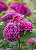 WORMSLEY, BUCKINGHAMSHIRE: THE OPERA GARDEN, DESIGNER HANNAH GARDNER: PLANT PORTRAIT OF PINK FLOWERS OF ROSE - ROSA REINE DES VIOLETTES. FLOWERING