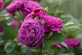 WORMSLEY, BUCKINGHAMSHIRE: THE OPERA GARDEN, DESIGNER HANNAH GARDNER: PLANT PORTRAIT OF PINK FLOWERS OF ROSE - ROSA REINE DES VIOLETTES. FLOWERING