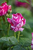 WORMSLEY, BUCKINGHAMSHIRE: THE OPERA GARDEN, DESIGNER HANNAH GARDNER: PLANT PORTRAIT OF PINK, WHITE, STRIPED, STRIPES,  FLOWERS OF ROSE - ROSA FERDINAND PICHARD. FLOWERING