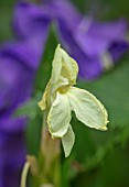 MORTON HALL, WORCESTERSHIRE: CLOSE UP OF ROSCOEA HUMEANA HARVINGTON RAW SILK. AGM, WHITE, YELLOW, CREAMY, FLOWERS, SUMMER, BLOOMING, PERENNIALS