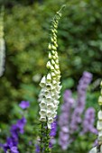 MORTON HALL, WORCESTERSHIRE: CLOSE UP OF WHITE FOXGLOVE IN THE ROCKERY, WHITE, YELLOW, CREAMY, FLOWERS, SUMMER, BLOOMING, PERENNIALS