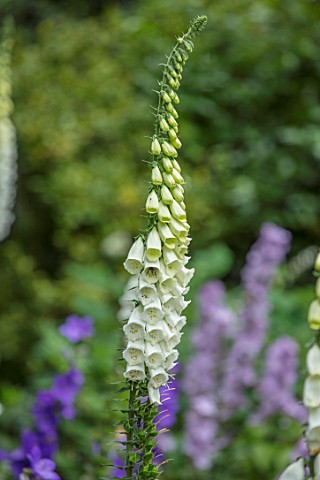 MORTON_HALL_WORCESTERSHIRE_CLOSE_UP_OF_WHITE_FOXGLOVE_IN_THE_ROCKERY_WHITE_YELLOW_CREAMY_FLOWERS_SUM