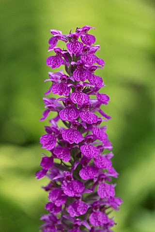 MORTON_HALL_WORCESTERSHIRE_CLOSE_UP_OF_ORCHID__DACTYLORHIZA_X_FOLIOSA__FLOWERS_SUMMER_BLOOMING_PEREN