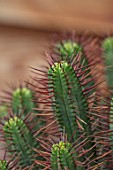 CLOSE UP PLANT PORTRAIT OF EUPHORBIA ENOPLA - PINCUSHION EUPHORBIA, SOUTH AFRICA, CACTUS, CACTI, PRICKLY, PRICKLES, SPIKES, SPIKY, SPINES, EXOTIC, TROPICAL