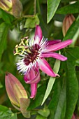 CLOSE UP PLANT PORTRAIT OF PASSION FLOWER - PASSIFLORA X VIOLACEA, AGM, EXOTIC, TROPICAL, PINK, WHITE, CLIMBERS, CLIMBING, SHRUBS, PURPLE