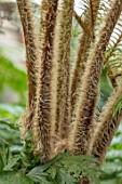 CLOSE UP PLANT PORTRAIT OF DWARF WOOLLY TREE FERN - CYATHEA TOMENTOSISSIMA, HAIRS, HAIRY, STEMS, BRONZE, BROWN, GREEN, LEAVES, PERENNIALS, FOLIAGE