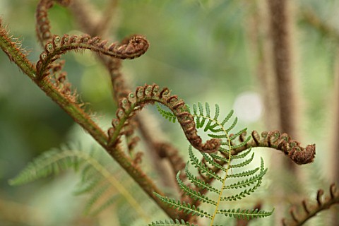 CLOSE_UP_PLANT_PORTRAIT_OF_DWARF_WOOLLY_TREE_FERN__CYATHEA_TOMENTOSISSIMA_HAIRS_HAIRY_BRONZE_BROWN_G