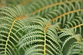CLOSE UP PLANT PORTRAIT OF DWARF WOOLLY TREE FERN - CYATHEA TOMENTOSISSIMA, HAIRS, HAIRY, BRONZE, BROWN, GREEN, LEAVES, PERENNIALS, FOLIAGE