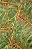 CLOSE UP PLANT PORTRAIT OF DWARF WOOLLY TREE FERN - CYATHEA TOMENTOSISSIMA, HAIRS, HAIRY, BRONZE, BROWN, GREEN, LEAVES, PERENNIALS, FOLIAGE