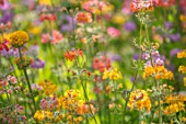 MEADOW PLANTING OF CANDELABRA PRIMULA HYBRIDS - PINK, ORANGE, YELLOW, FLOWERS, SPRING, WOODLAND, SHADE, SHADY, PERENNIALS