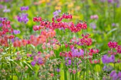 MEADOW PLANTING OF CANDELABRA PRIMULA HYBRIDS - PINK, ORANGE, YELLOW, RED, FLOWERS, SPRING, WOODLAND, SHADE, SHADY, PERENNIALS