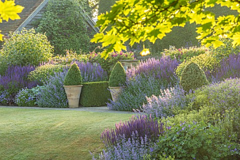 TOWN_PLACE_GARDEN_SUSSEX_LAWN_HERBACEOUS_BORDER_WITH_TERRACOTTA_CONTAINERS_BOX_BALLS_SALVIAS